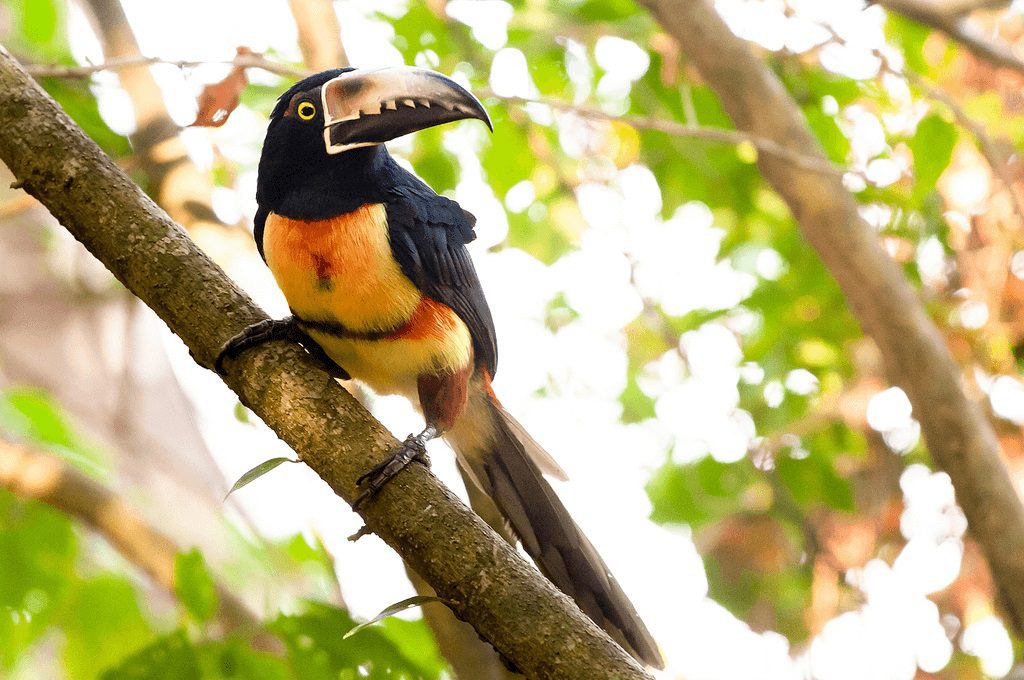 Birds in Costa RIca