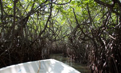 Maneuver the Mangroves