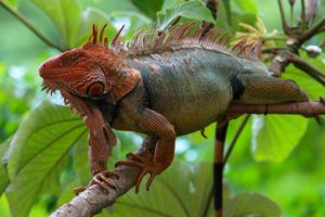 Iguana Costa Rica Reptiles