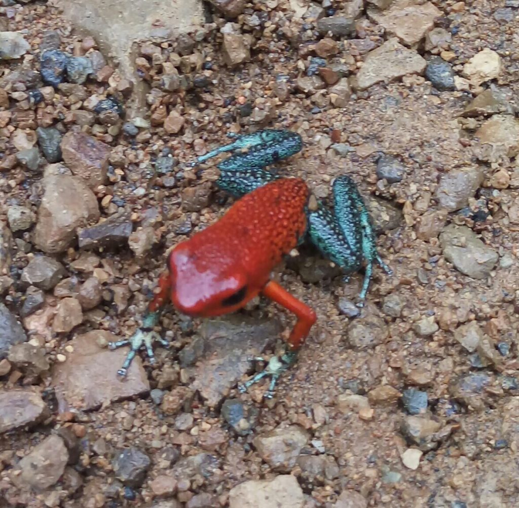 Blue Jeans Frog Costa Rica