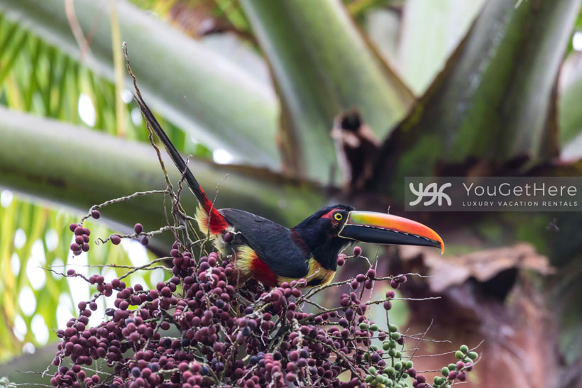 Black, red and yellow cusinga bird sitting in a palm tree in Costa Rica.