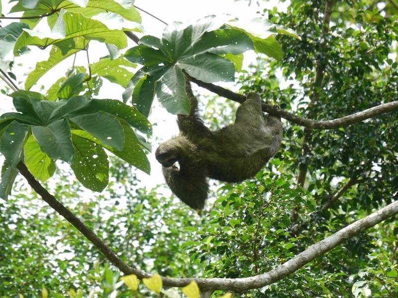 sloth-rainy-season-villa-costarica-rainforest