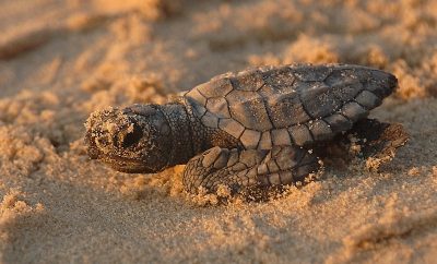 <strong>Turtle Hatchlings to Warm Hearts in the Tropics</strong>