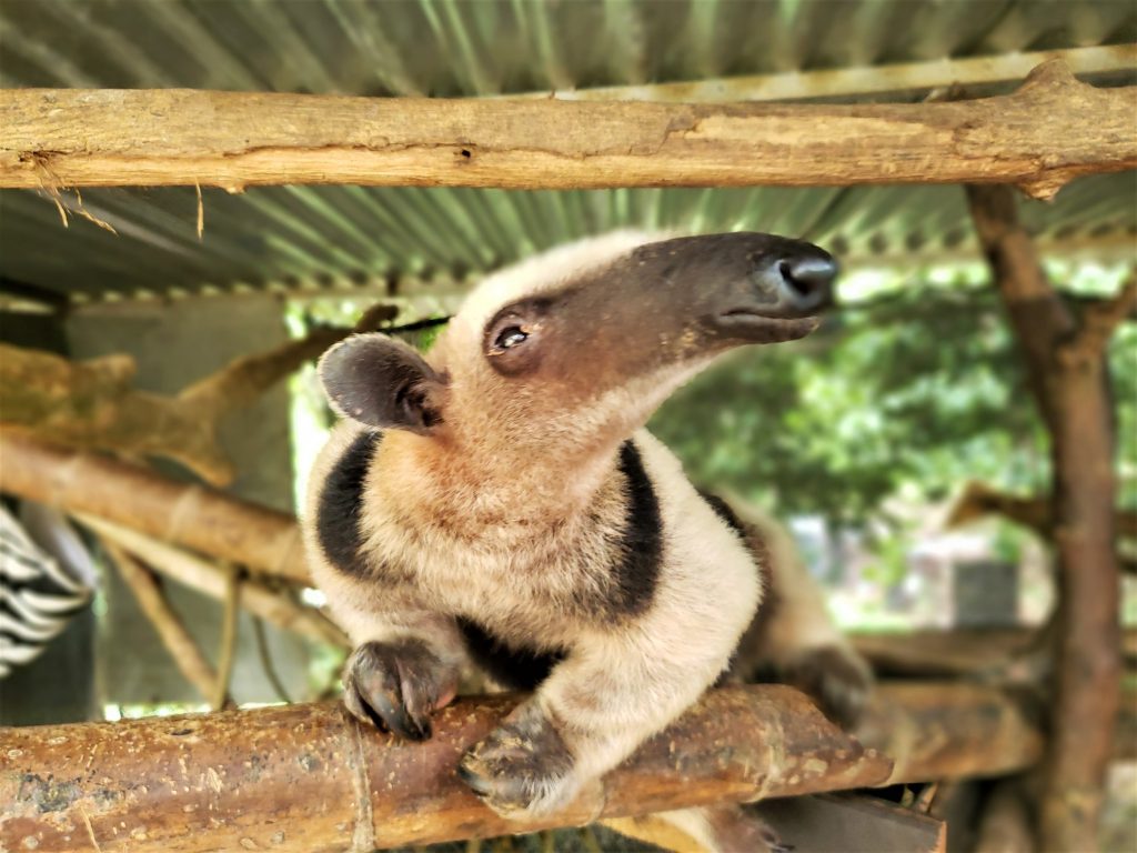 anteater-alturas-sanctuary-wildlife-costarica