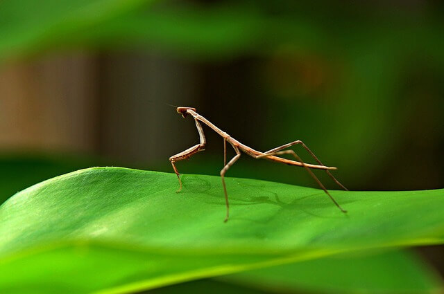 Walking Sticks immersed in Nature