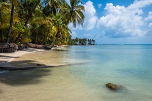 Palm trees in Costa Rica