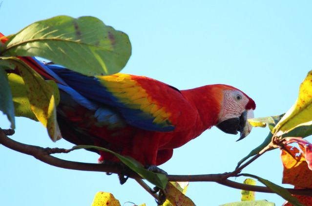 The Scarlet Macaws of Playa Dominical impress everyone they meet