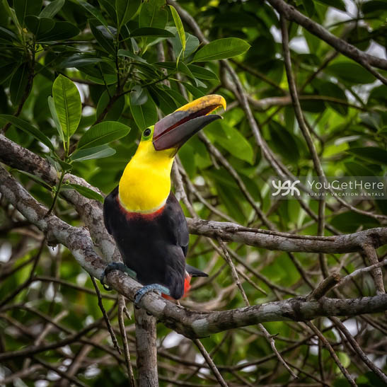 Toucan at vacation villa Tulu Azul in Costa Rica