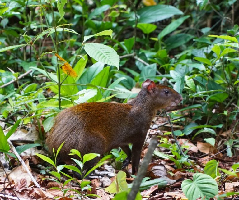 Agoutis here. Agoutis there. Agoutis are everywhere.