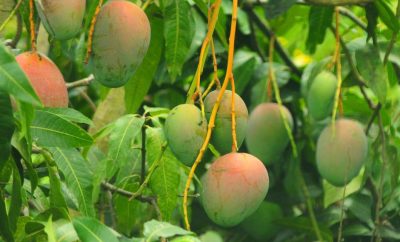 Costa Rica Mangoes Are Ripe for the Pickin’