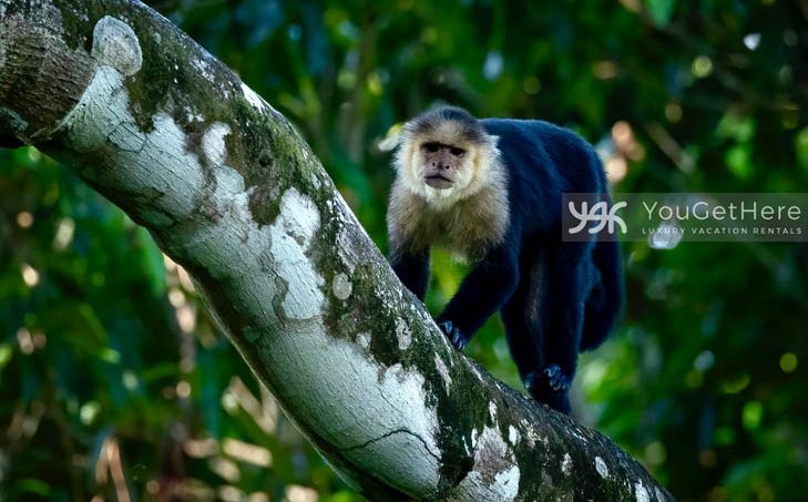 Tulu Azul Capuchin Monkey walking on branch