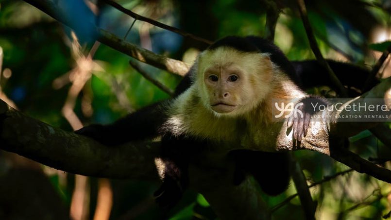 Tulu Azul Capuchin monkey resting in garden tree