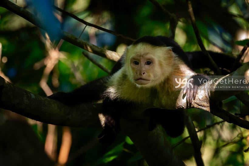 Tulu Azul Capuchin monkey resting in garden tree