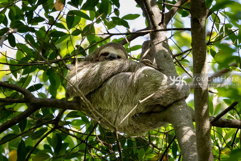 Tulu Azul Sloth relaxing