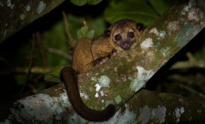 What’s the Spookiest Thing to do This Halloween? Try a Night Hike Into an Enchanted Rainforest