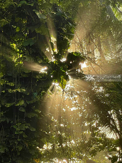 Caballitos del Mar Complex is surrounded by lush jungle plants and wildlife.