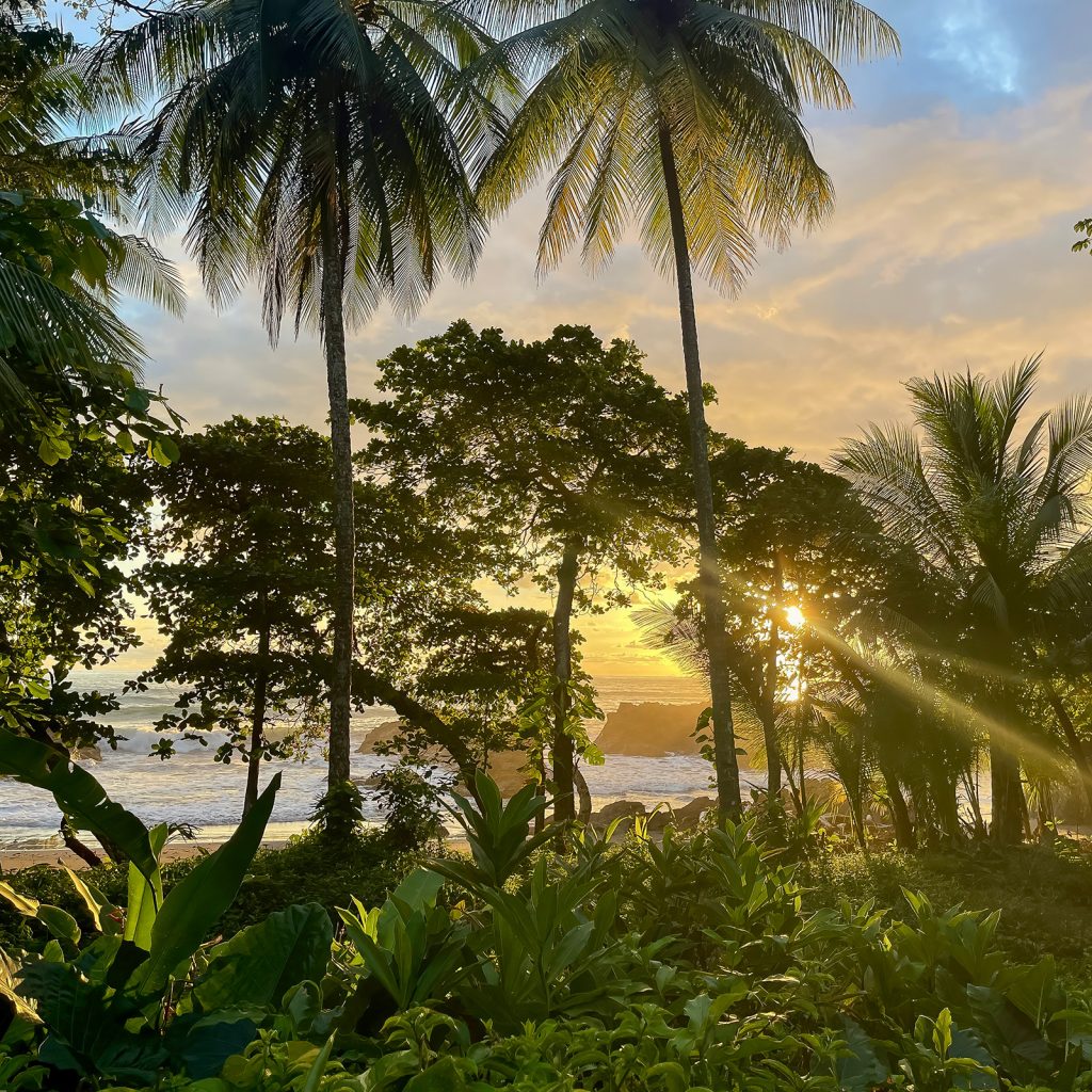 Caballitos Beach Coconut Palms