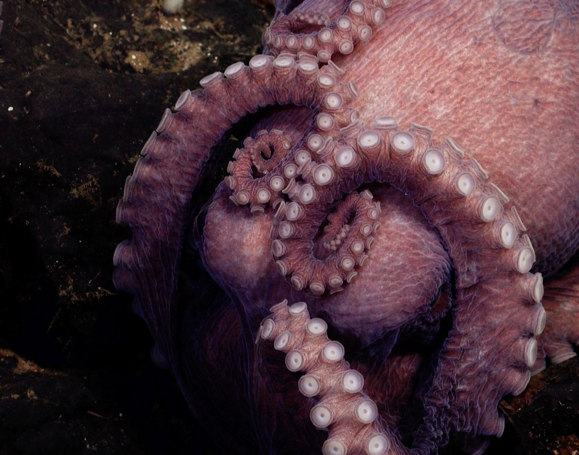 Octopus Odyssey Imagery via Schmidt Ocean Institute - Welcome to YouGetHere