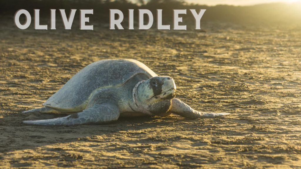 Olive Ridley Sea Turtle