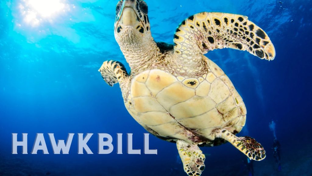Hawkbill Sea Turtles