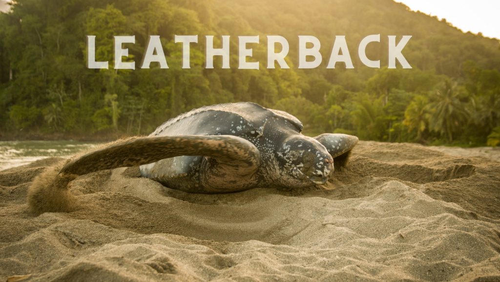 Leatherback Sea Turtle