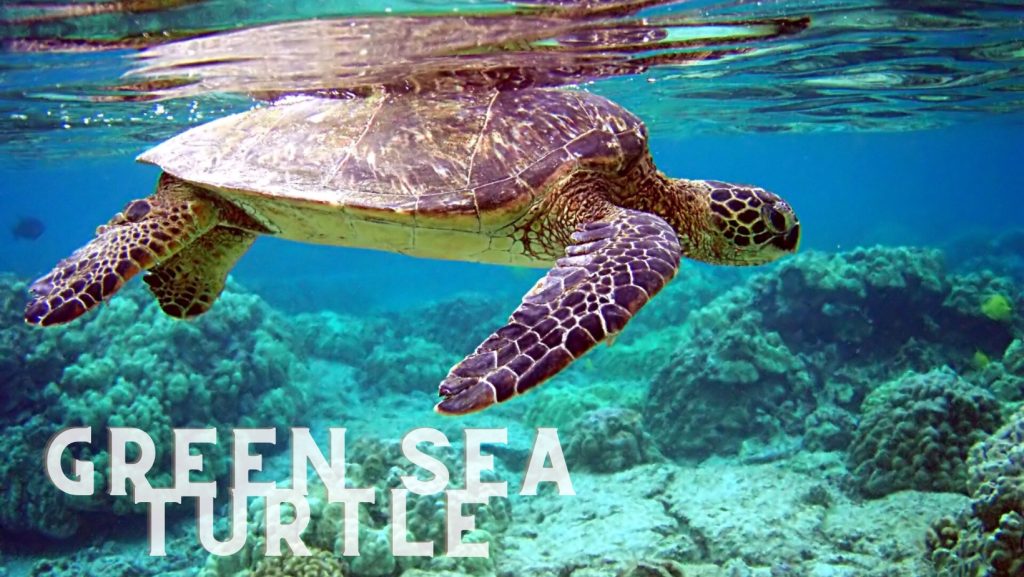 Pacific Green Sea Turtle