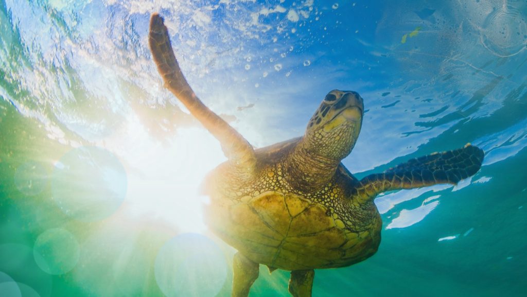 Sea Turtles