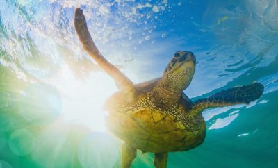 See That? Sea Turtles Thrive Off Costa Rica’s Shoreline
