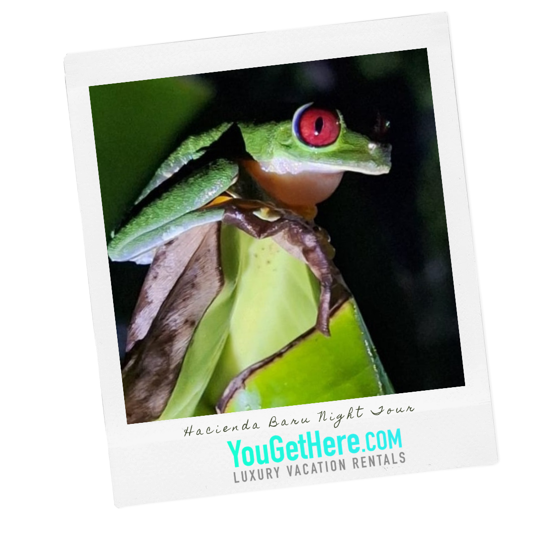 Hacienda Baru Night Tour HACIENDA Baru night tour