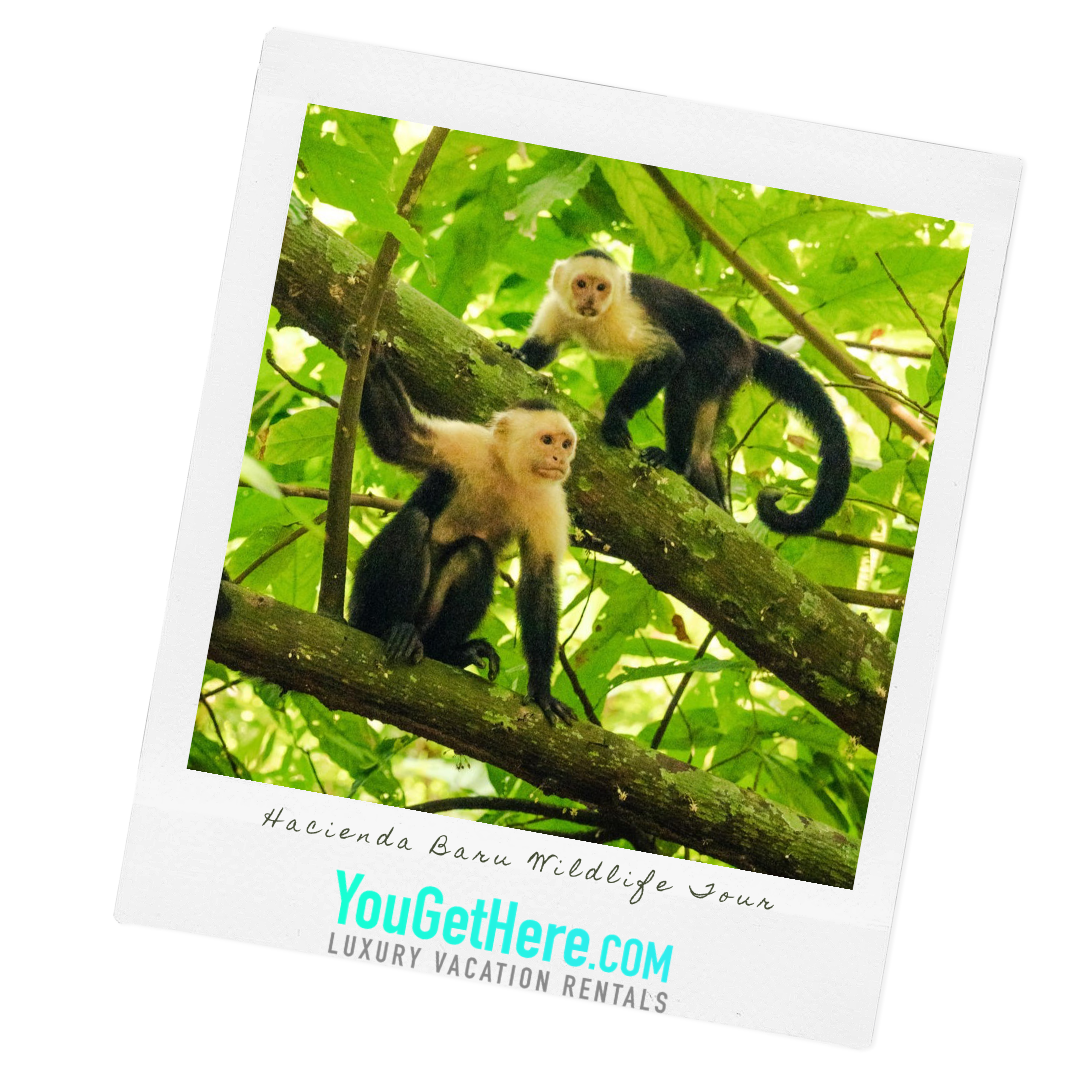 HaciendaBaruWildlifeTour Monkeys in tree on Hacienda Baru Wildlife Tour