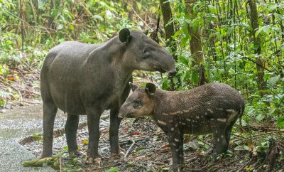 Tapirs of the Osa: Appreciating Costa Rica’s Gentle Giants
