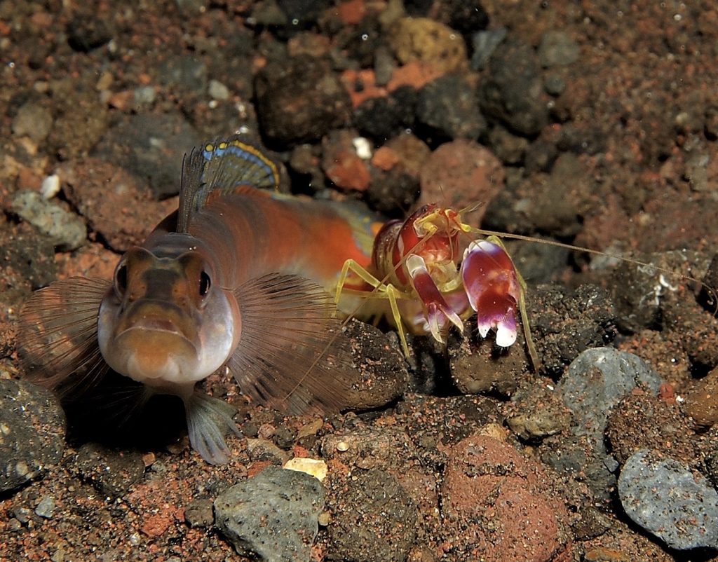 Goby fish Steve Childs cc2.0