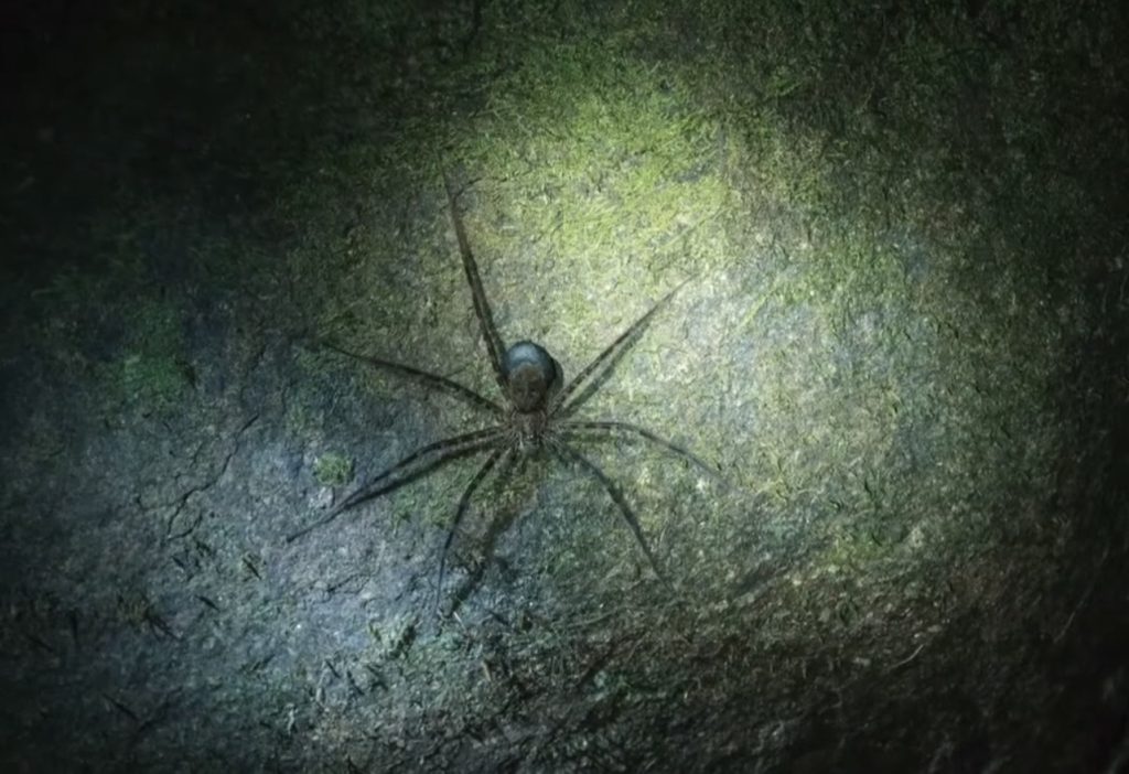 Night hike Hacienda Baru Costa Rica