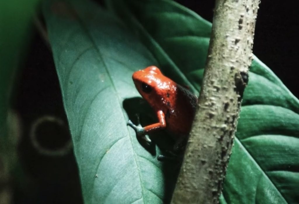Tree Frog Costa Rica