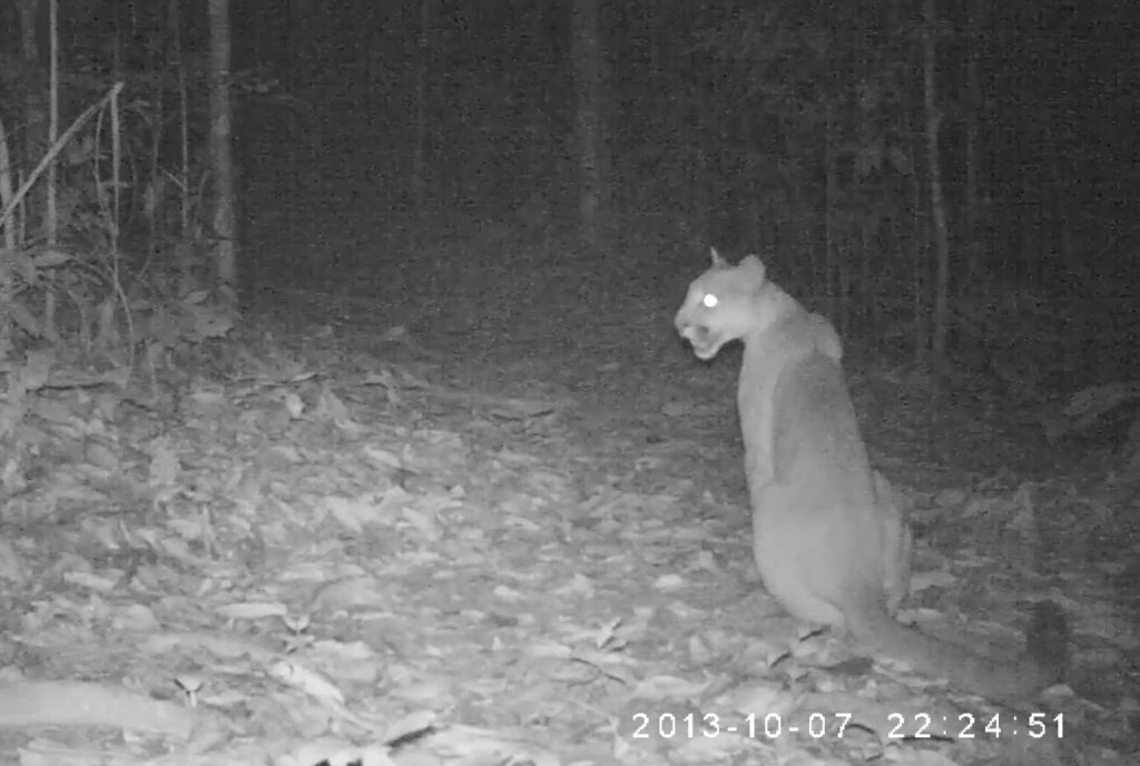 Night Camera at Hacienda Baru Costa Rica